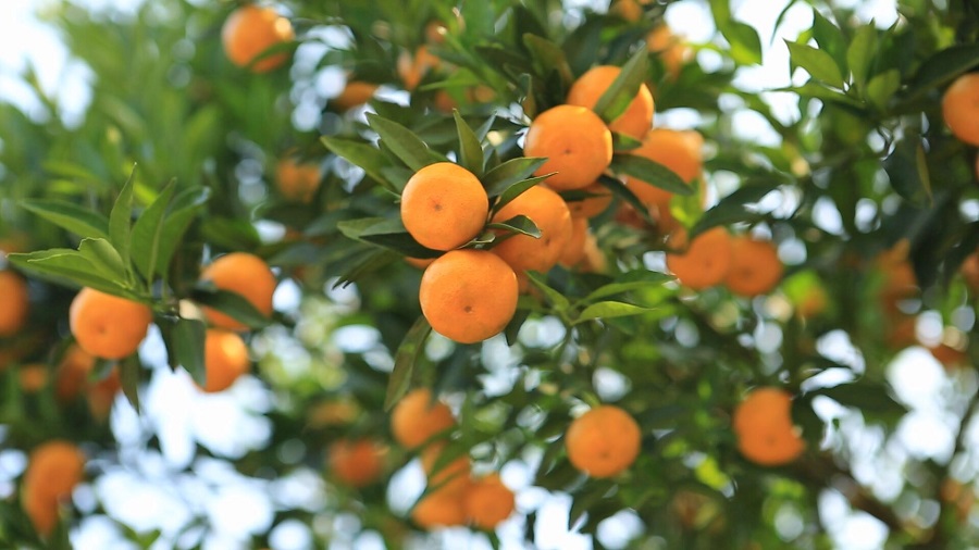 柑橘使用萊瑞肥後增產增收更高效
